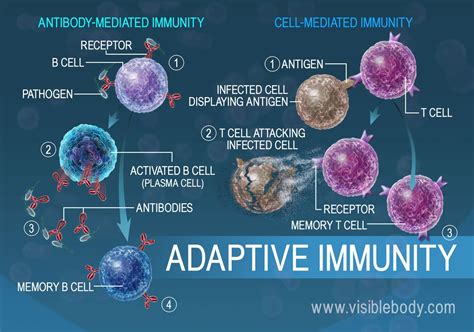 Adaptive Immune Defences VIRUS