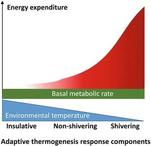 Adaptive Thermogenesis