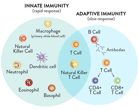 Adaptive and Innate Immune System