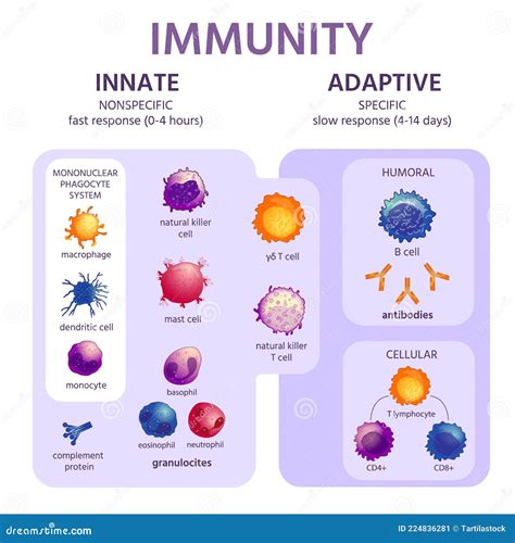 Adaptive and Innate Immune System