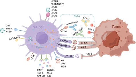Adcc. 一般的にadccは、抗体が表面に結合した細胞に対する免疫反応であり、最終的には感染細胞や非宿主細胞の溶解につながると考えられている。最近では、がん細胞の治療におけるadccの重要性や、その複雑な経路の解明が、医学研究者の関心を集めている。 