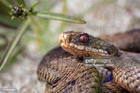 Adder Photos and Premium High Res Pictures - Getty …