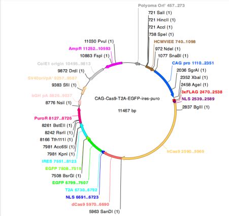 Addgene: CAG-Cas9-T2A-EGFP-ires-puro