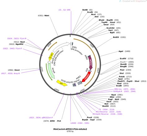 Addgene: MmCavin4-APEX2-P2A-mKate2