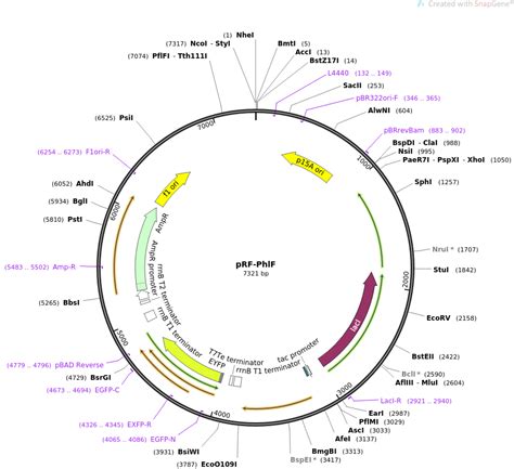 Addgene: pRF-PhlF