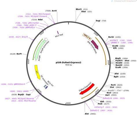 Addgene: pSIR-DsRed-Express2