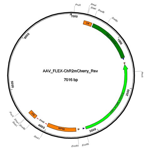 Addgene aav.  These AAV preparations are suitable purity for injection into animals.  D...