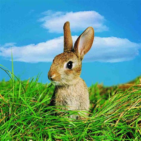 Addressing Common Concerns About RabbitHole