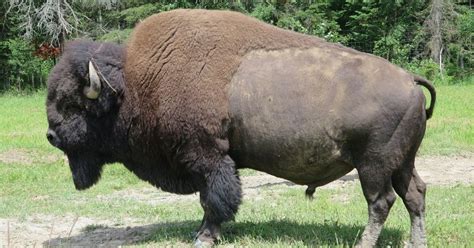 Addressing Common Questions About Bison Trails and Crypto.com's Partnership