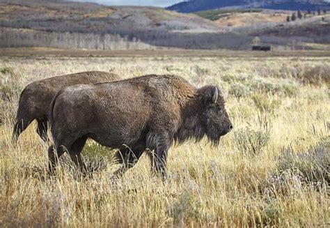 Addressing Common Questions About Bison Trails and Provenance
