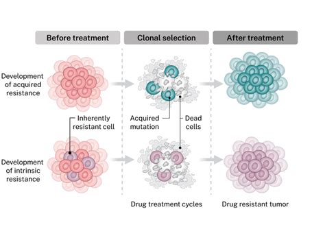Addressing Drug Resistance: A Key Challenge in Cancer Treatment