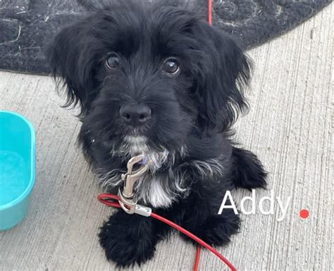 🍆 Addy_Daddyyy Leaks PORN