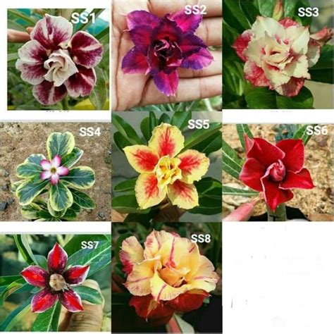 Adenium Arabicum Varieties