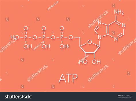 Adenosine triphosphate (ATP) molecule. Functions as neurotransmitter