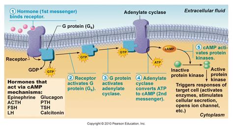 Adenylate Cyclase Cyclic AMP Second Messenger System