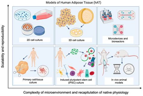 Adipose Stem/Stromal Cells in RSD, CRPS, Fibromyalgia - Full …