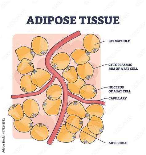 Adipose Tissue Labeled Diagram