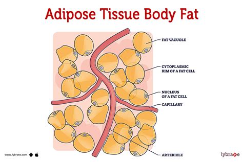 Adipose tissue Structure, Function & Location Britannica