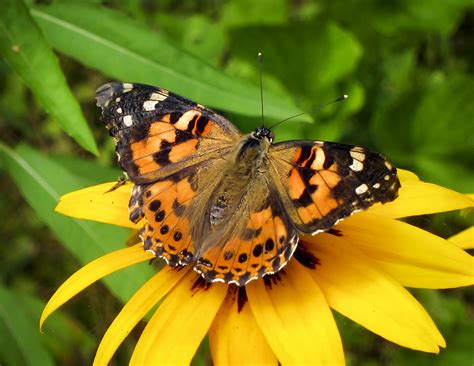 Adirondack Butterflies: Painted Lady Vanessa cardui