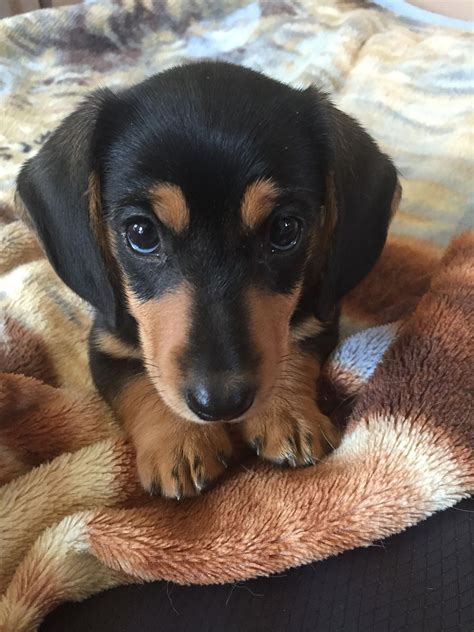 Let me tell you why I decided to breed. Dachshunds have