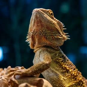 Adjusting the basking temperature for bearded dragons in hot …