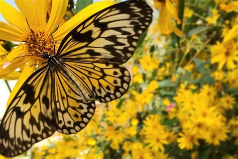 Admission Tickets - Butterfly House Mackinac Island Michigan, a Fun