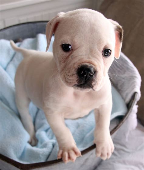 Adopt A American Bulldog Puppy