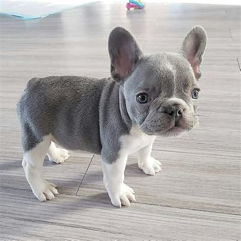 Adopt A French Bulldog Puppy For Free