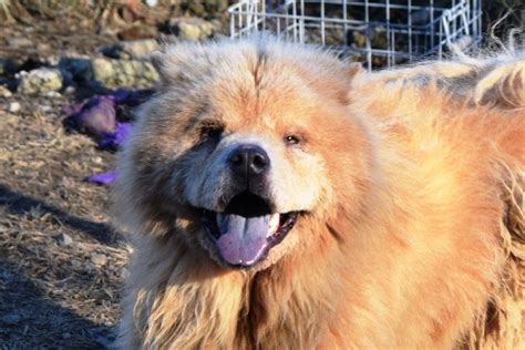 Adopt Heather the Chow Chow Mix Puppy on Petfinder