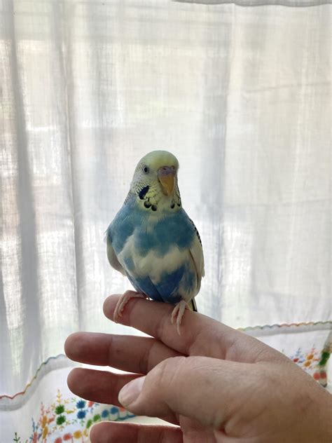 Adopt a bird nyc for free. .  <a href=https://apply.emsacademy.kg/gzwx1buj/pyto...