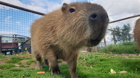 Adopt a capybara. 