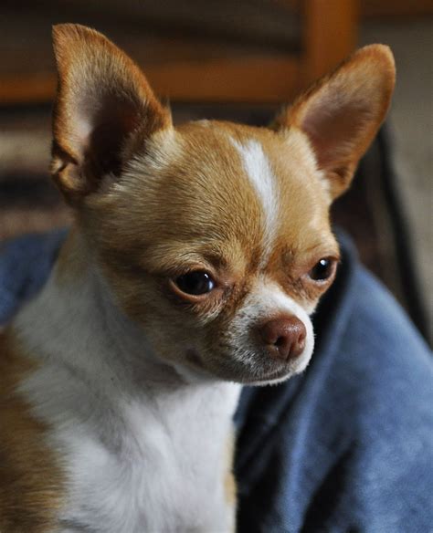Adopt a chihuahua. Things To Know About Adopt a chihuahua. 