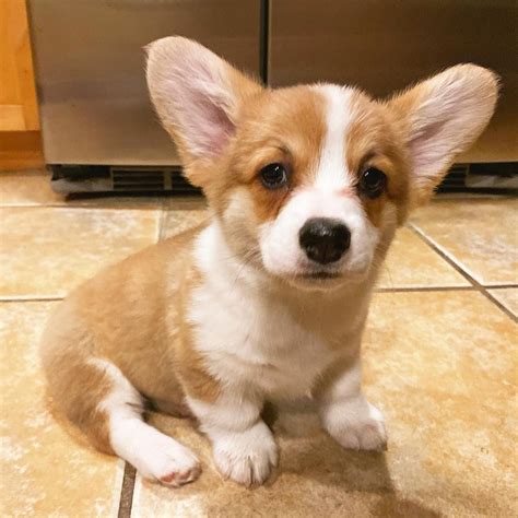 7 Apr 2021 ... NEW* Adopt Me PROMO CODE! Adopt Me Corgi Pet Update! Roblox Chaser Code 2021 Use star code "CANDY" when buying robux, premium or roblox .... 