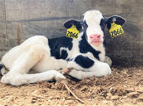 Adopt a cow. Things To Know About Adopt a cow. 
