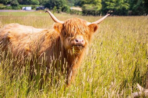 Adopt a highland cow. Highland cows are a Scottish breed of rustic cattle known for their thick, shaggy coats that enable them to survive in the harshest of temperatures. You’ll find them throughout Scotland in places like the Cairngorms, the Isle of Mull, Galloway Forest Park, and many other places. Discover exactly where you can see Highland cows in Scotland … 