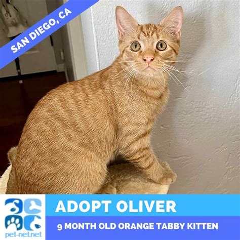 Adopt a kitten san diego ca. Things To Know About Adopt a kitten san diego ca. 