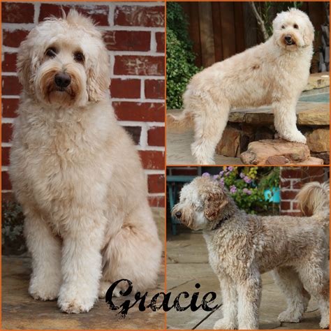 Adopt a labradoodle. These pups are in Syracuse, New York too! Below are our newest added Labradoodles available for adoption in Syracuse, New York. To see more adoptable Labradoodles in Syracuse, New York, use the search tool below to enter specific criteria! Tia. 