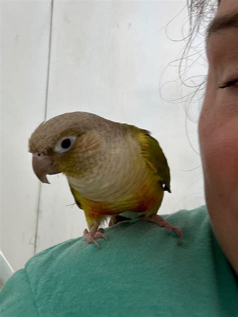 Adopt a parrot edmonton.  They provide a safe and nurturing environment for the...