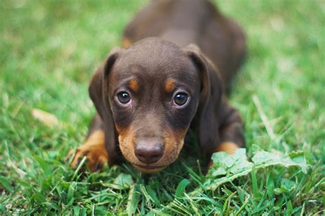 Adopt a sausage dog. You can expect a standard dachshund to stand taller at 8 to 9 inches, and a miniature dachshund to be 5 to 7 inches in height. The standard dachshund weighs between 16 and 32 pounds. Miniature dachshunds typically weigh less than 11 pounds, which is considerably smaller. 