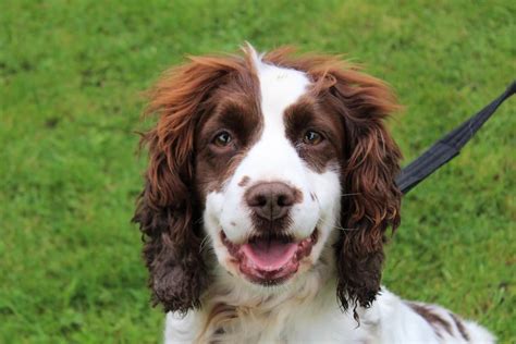 Adopt a springer spaniel. A dog can be a loving companion, a goofy buddy, an exercise partner, and more, but dog ownership is also a lot of work. Training and caring for your pup requires time and money, and adopting a dog is a big decision that shouldn't be taken l... 