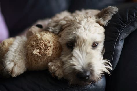 Adopt a wheaten terrier dog. The cost to adopt an Cairn Terrier is around $300 in order to cover the expenses of caring for the dog before adoption. In contrast, buying Cairn Terrier from breeders can be prohibitively expensive. Depending on their breeding, they … 