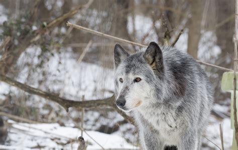 Adopt a wolf. Adopting an animal from a rescue is a great way to give an animal in need a loving home. Not only does it provide an animal with a better life, but it also has many benefits for th... 