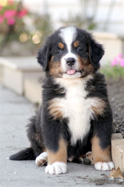 Adopt bernese mountain dog. Woof! Why buy a Bernese Mountain Dog puppy for sale if you can adopt and save a life? Look at pictures of Bernese Mountain Dog puppies who need a home. 