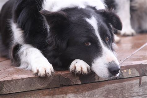 Adopt a Border Collie near you in Broomfield, Colorado These Border Collies are available in Broomfield, Colorado. Special Needs Brody Border Collie Australian Shepherd Male, 5 yrs Westminster, CO. Size (when grown) Large 61-100 lbs (28-45 kg) Details .... 