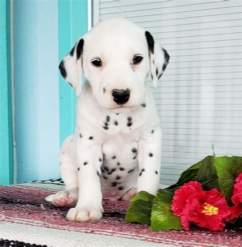 Why buy a Dalmatian puppy for sale if you can adopt and save a life? Look at pictures of Dalmatian puppies who need a home. ... Look at pictures of Dalmatian puppies who need a home. Already adopted? Let us know! When you share your adoption story with us, we'll send you free deals on pet parent favorites like Greenies, Royal Canin, Whistle .... 