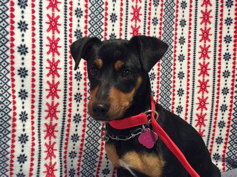 Adopt miniature pinscher. Things To Know About Adopt miniature pinscher. 