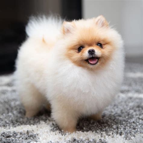 POMERANIAN. The Pomeranian is a small, sturdy, and lively breed known for its fluffy double coat and expressive eyes. Originating from Pomerania (now part of Poland and Germany), this breed is characterized by its confident and extroverted nature. Pomeranians are highly intelligent, eager to please, and make excellent companions.. 
