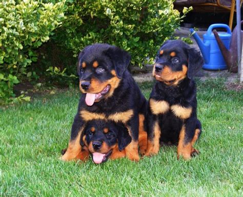 Adopt rottweiler puppies. Things To Know About Adopt rottweiler puppies. 