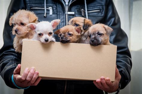 Adopt-a-pet.com - Here's a quick guide on how to adopt a pet - from cost and considerations to adoption agencies and procedures.