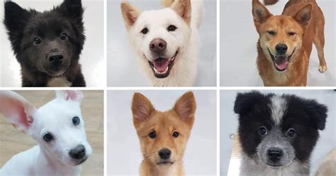 Adoptable Dogs - Save Korean Dogs